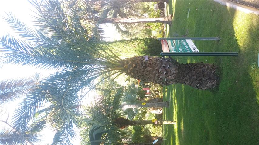 Phoenix theophrastii plantplacesimage20141014_110410.jpg