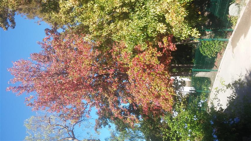 Liquidambar styraciflua plantplacesimage20141014_110632.jpg