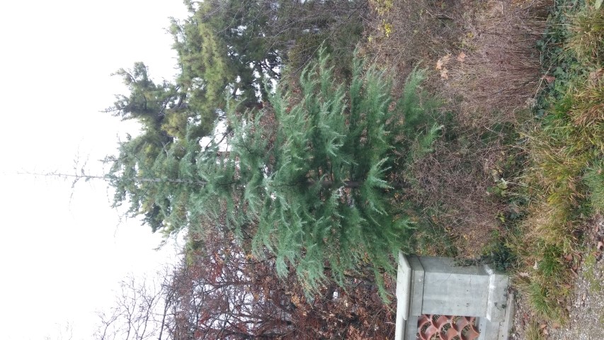 Cedrus deodara plantplacesimage20141121_132558.jpg