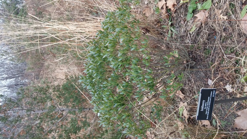 Ilex glabra plantplacesimage20141220_114611.jpg