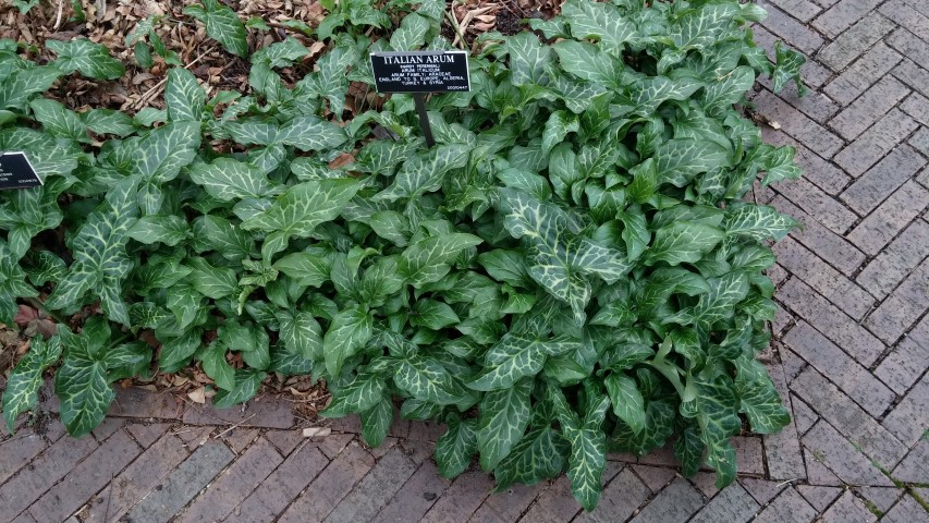 Arum italicum plantplacesimage20141220_131716.jpg