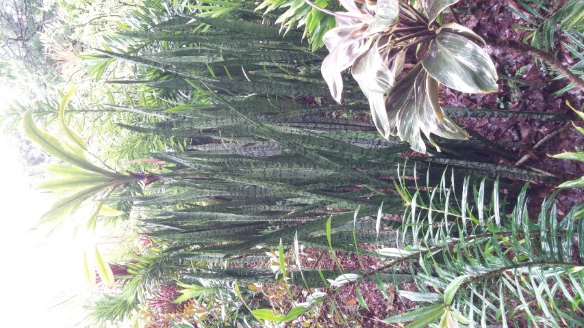 Sansevieria trifasciata plantplacesimage20141229_072945.jpg