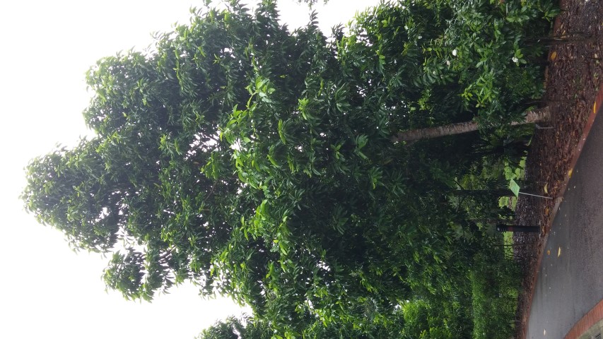 Magnolia champaca plantplacesimage20141229_080142.jpg