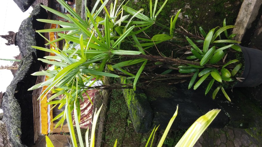 Rhapis excelsa plantplacesimage20150101_101136.jpg