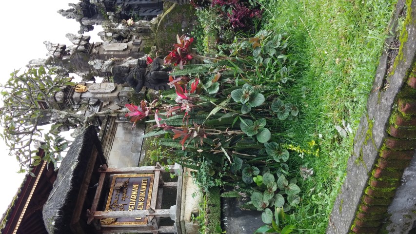 Sansevieria trifasciata plantplacesimage20150101_121726.jpg