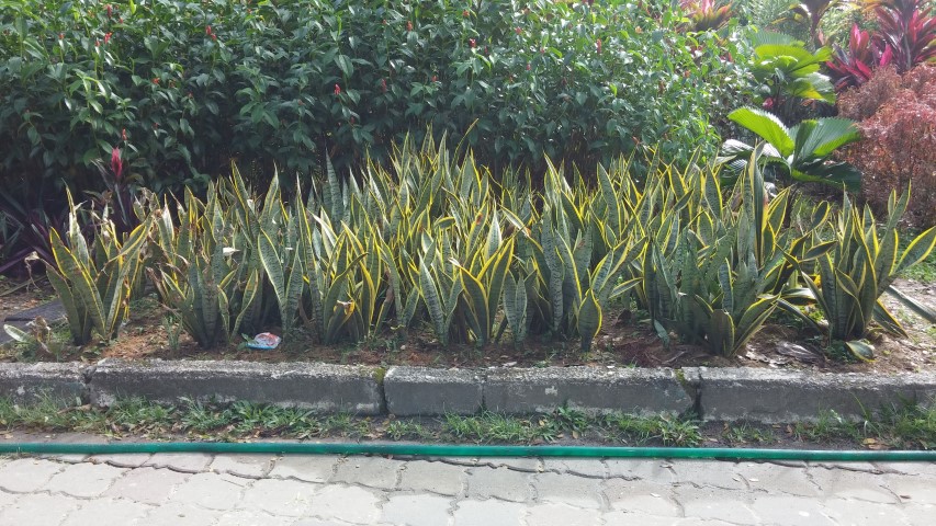 Sansevieria trifasciata plantplacesimage20150105_100214.jpg