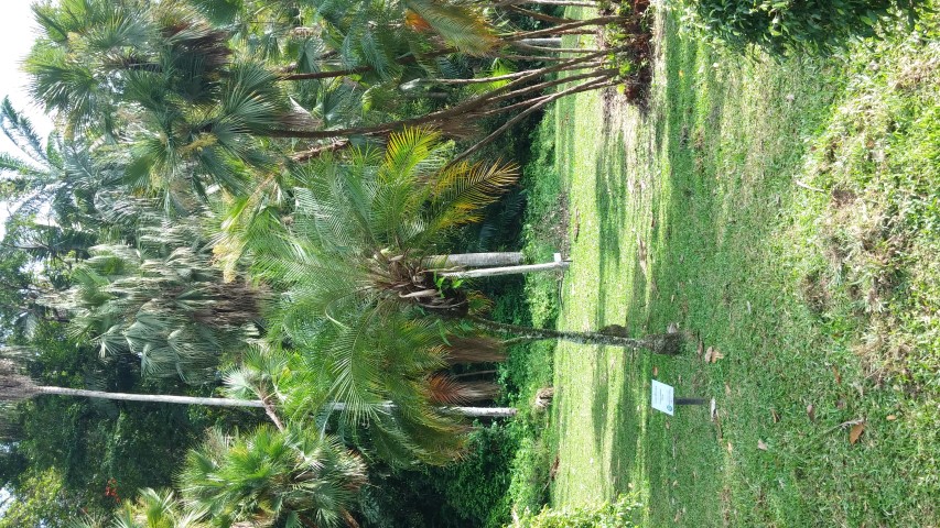 Phoenix roebelenii plantplacesimage20150105_101550.jpg