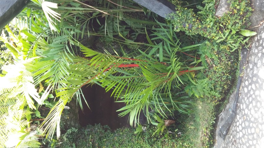 Cyrtostachys renda plantplacesimage20150105_132957.jpg