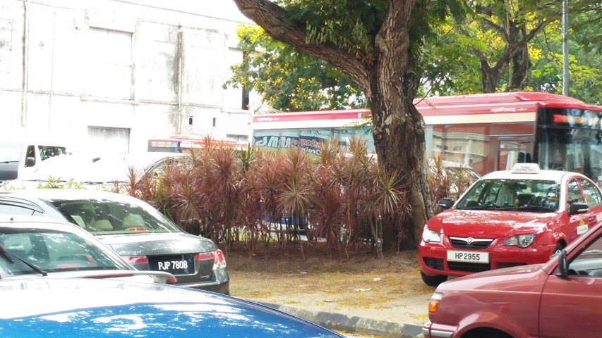 Dracaena marginata plantplacesimage20150105_162132.jpg