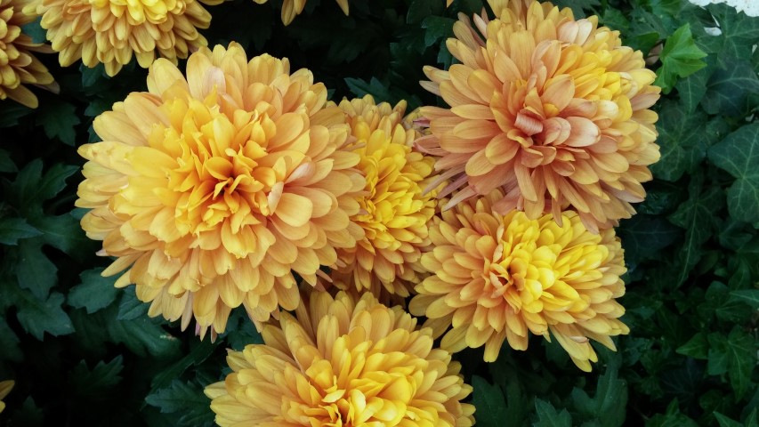 Glebionis coronarium plantplacesimage20150213_103735.jpg