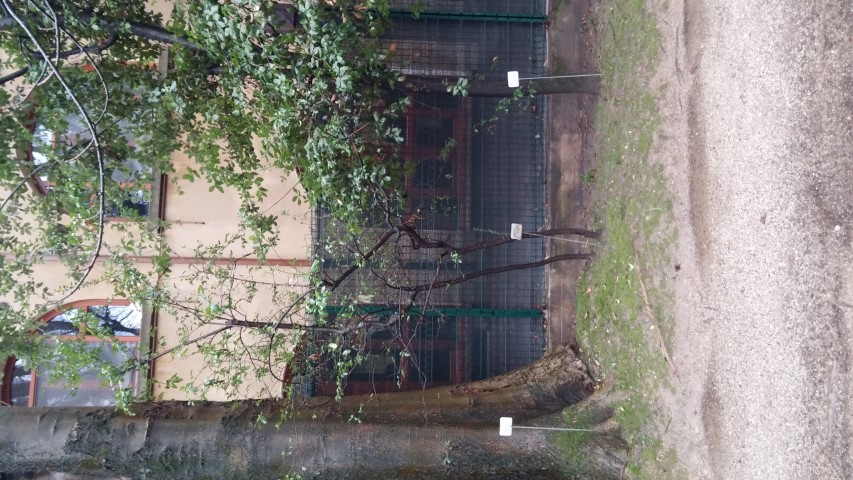 Pyracantha coccinea plantplacesimage20150222_102800.jpg