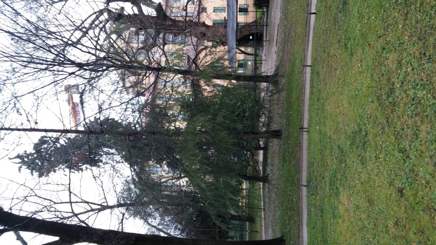 Cedrus deodara plantplacesimage20150222_103453.jpg