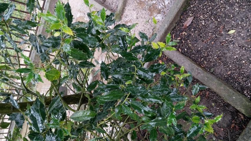 Ilex perado plantplacesimage20150222_104346.jpg