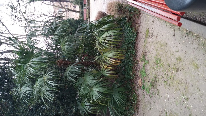 Rhapis excelsa plantplacesimage20150222_125418.jpg