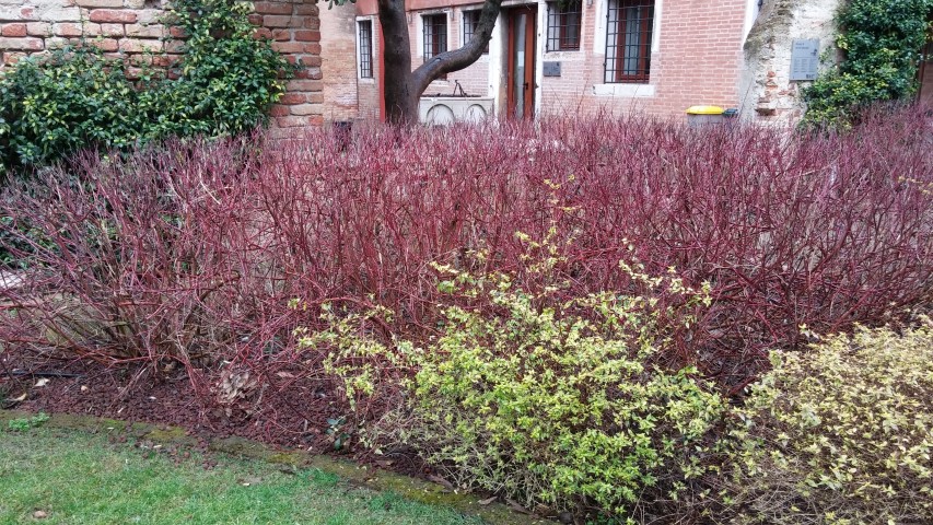 Cornus alba plantplacesimage20150222_150455.jpg
