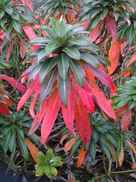 Picture of Euphorbia stygiana  