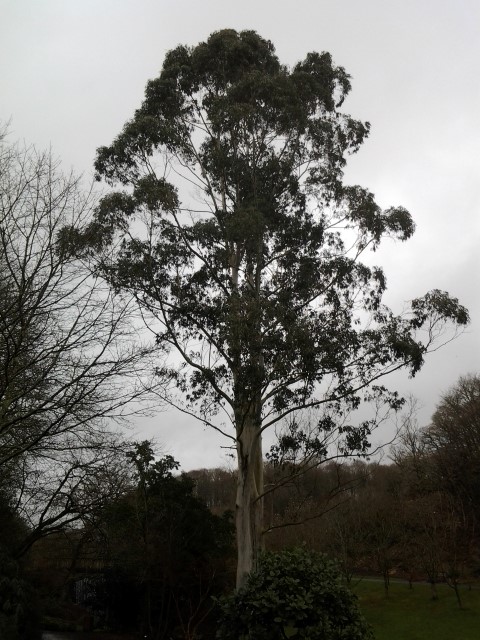 Picture of Eucalyptus darlymplena  