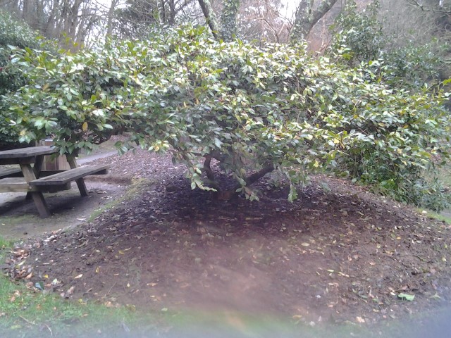 Picture of Camellia heimalis Showa-no-sakae 