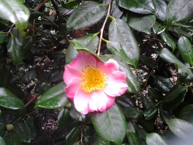 Picture of Camellia japonica gosho zakura 