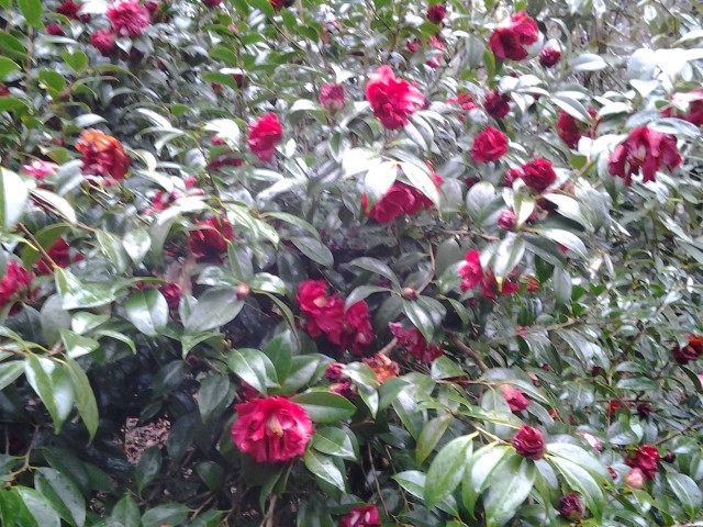 Picture of Camellia japonica ville de nantz 