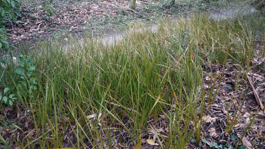 Senecio huntii plantplacesimage20150301_122023.jpg