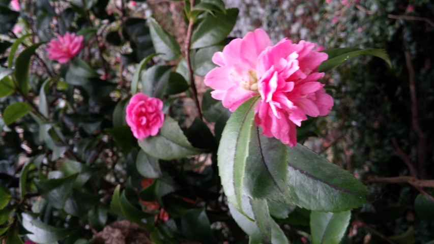 Diospyros wilsonii plantplacesimage20150301_123631.jpg