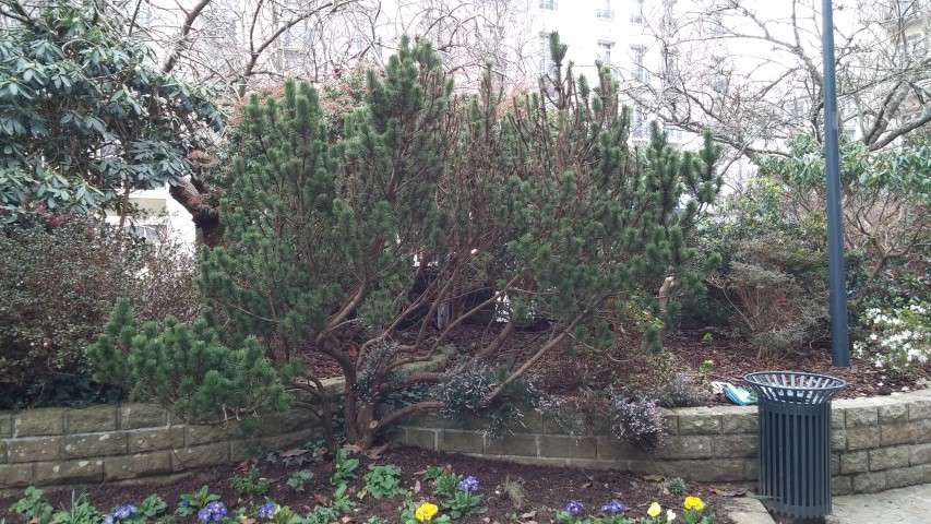 Pinus mugo plantplacesimage20150301_141534.jpg