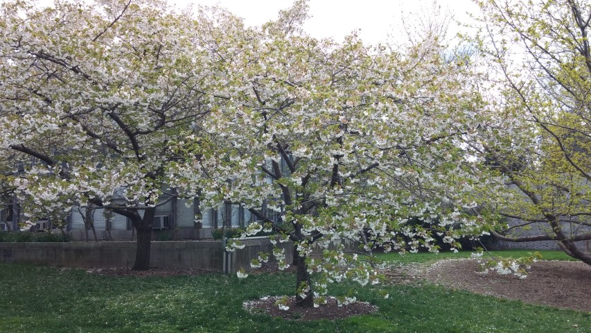 Prunus sato-zakura plantplacesimage20150501_150436.jpg