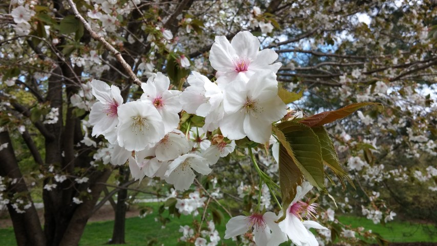 Prunus sp. plantplacesimage20150501_151719.jpg