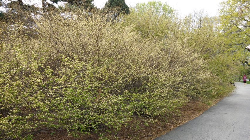 Corylopsis pauciflora plantplacesimage20150501_152607.jpg