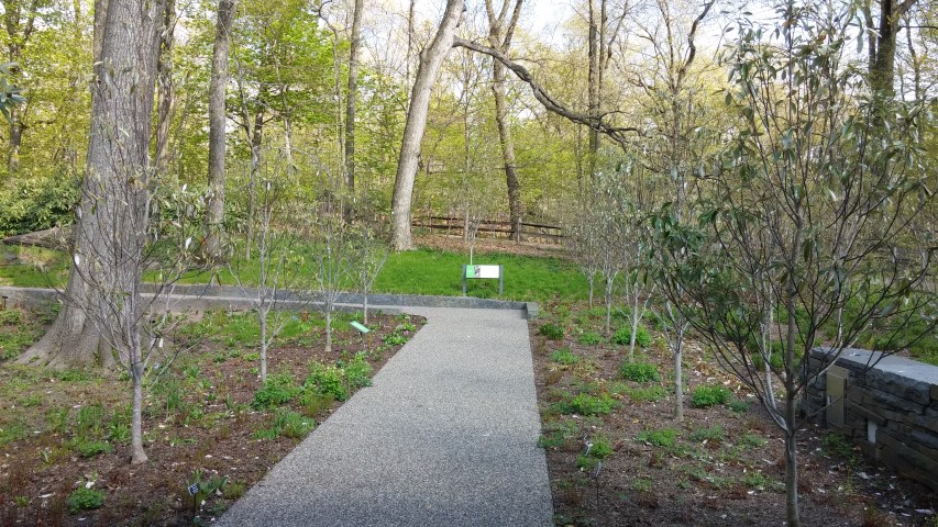 Magnolia virginiana plantplacesimage20150501_160702.jpg