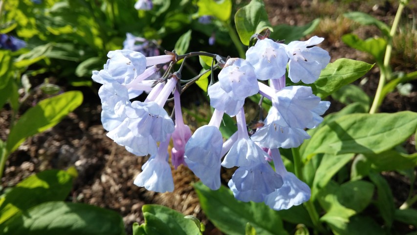 Mertensia virginica plantplacesimage20150501_162711.jpg