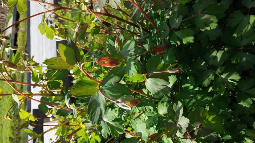 Aquilegia canadensis plantplacesimage20150501_163709.jpg
