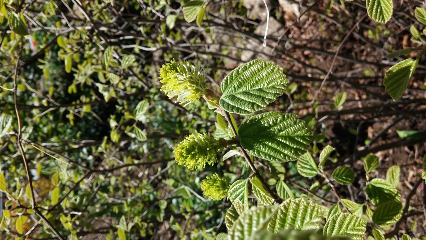 Fothergilla gardenii plantplacesimage20150502_140324.jpg
