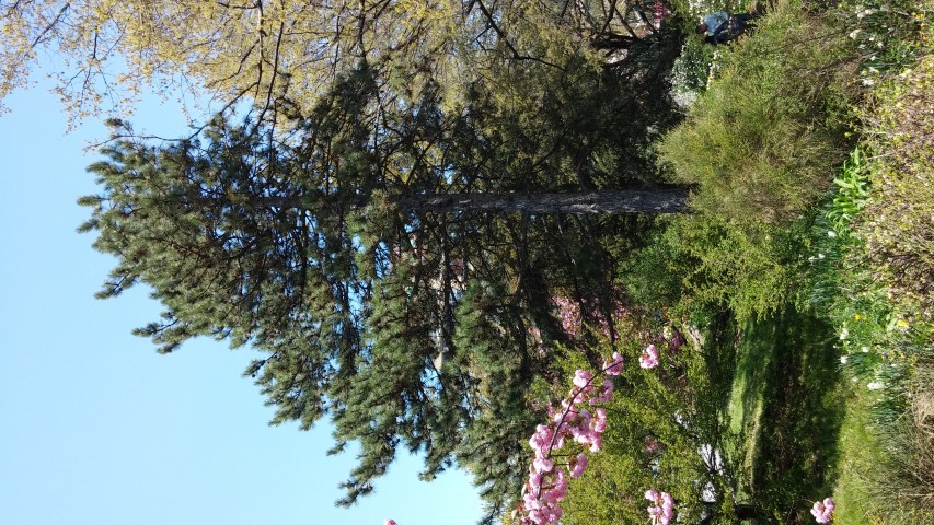 Pinus nigra plantplacesimage20150502_140454.jpg