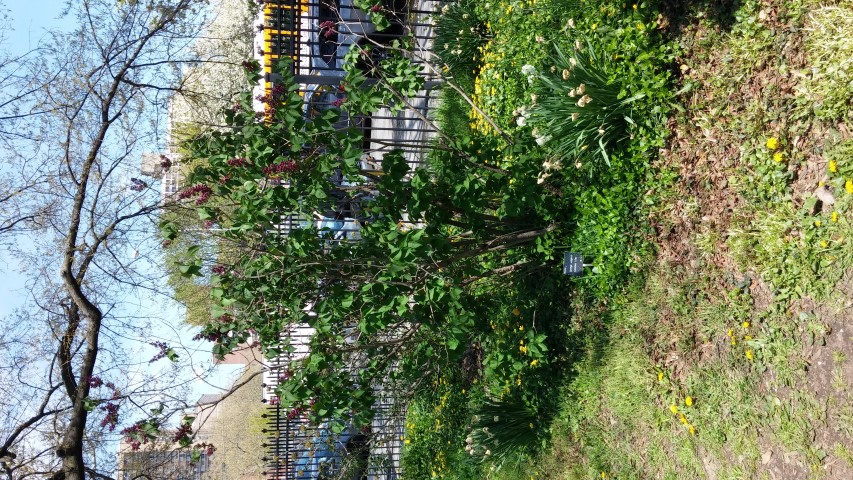 Syringa vulgaris plantplacesimage20150502_140731.jpg