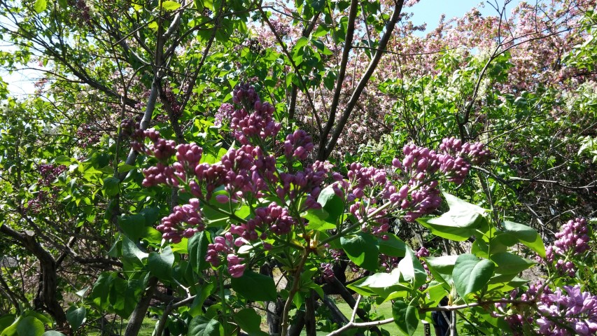 Syringa vulgaris plantplacesimage20150502_140917.jpg