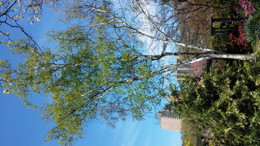 Betula papyrifera plantplacesimage20150502_143741.jpg