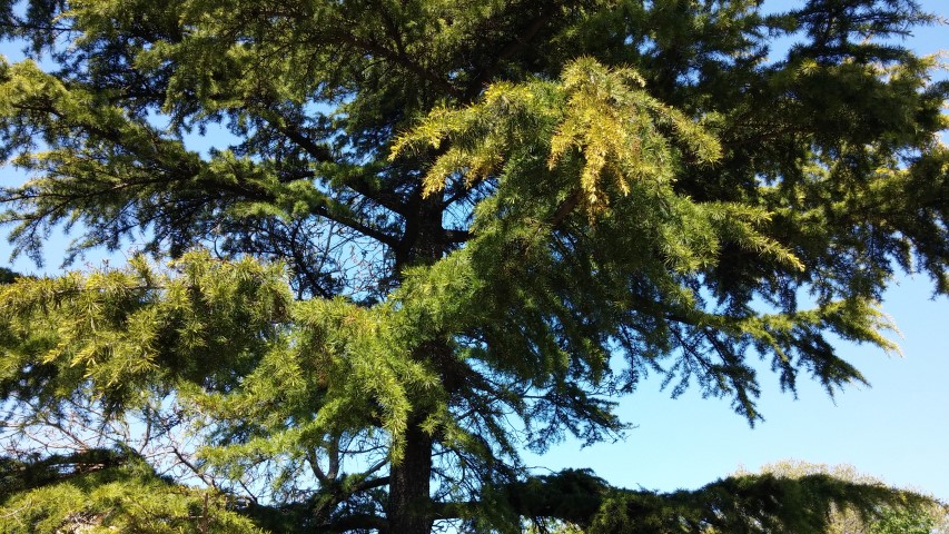 Cedrus deodara plantplacesimage20150502_151224.jpg