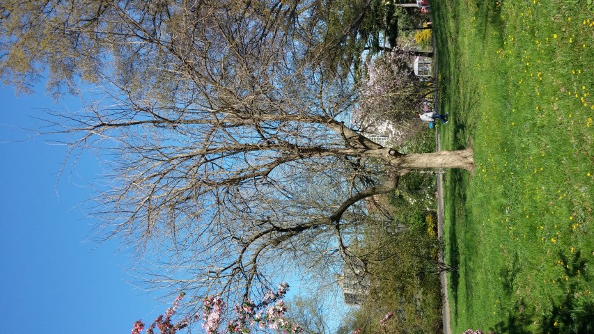 Maclura pomifera plantplacesimage20150502_153002.jpg