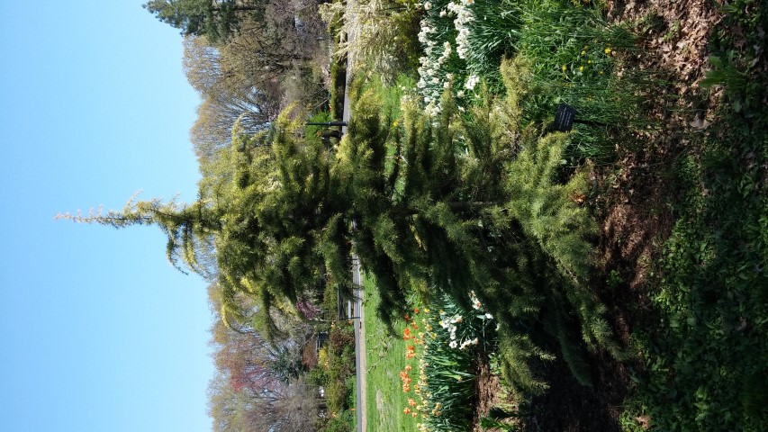 Cedrus deodara plantplacesimage20150502_153937.jpg