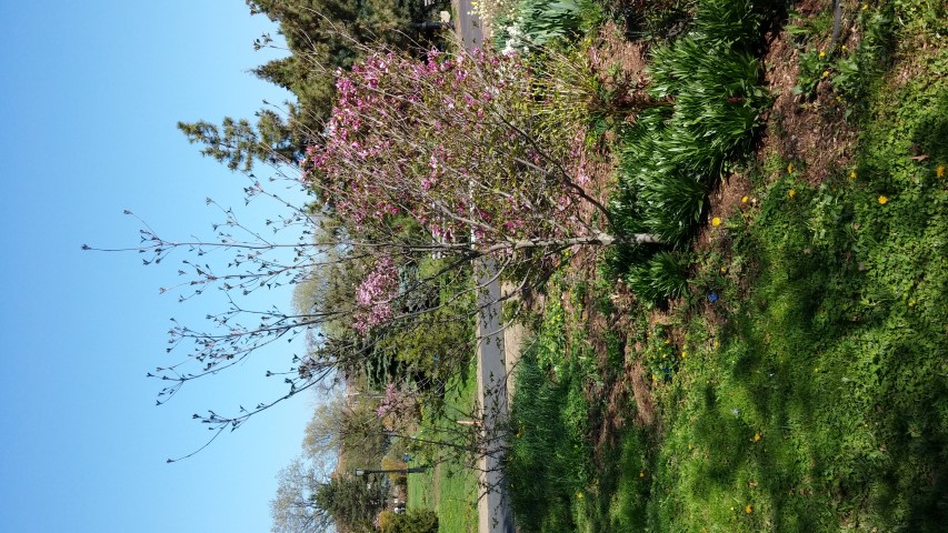 cornus kousa plantplacesimage20150502_154533.jpg