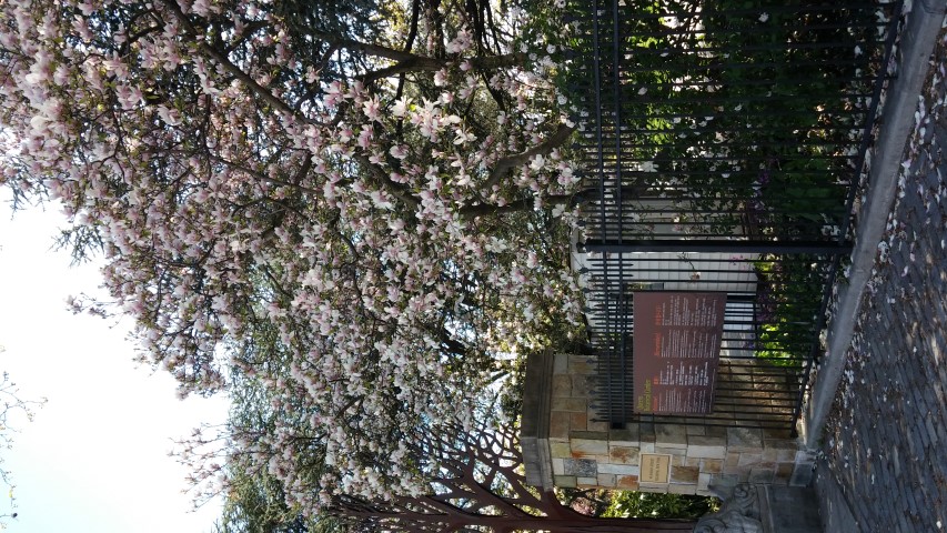 Magnolia x soulangeana plantplacesimage20150502_161610.jpg