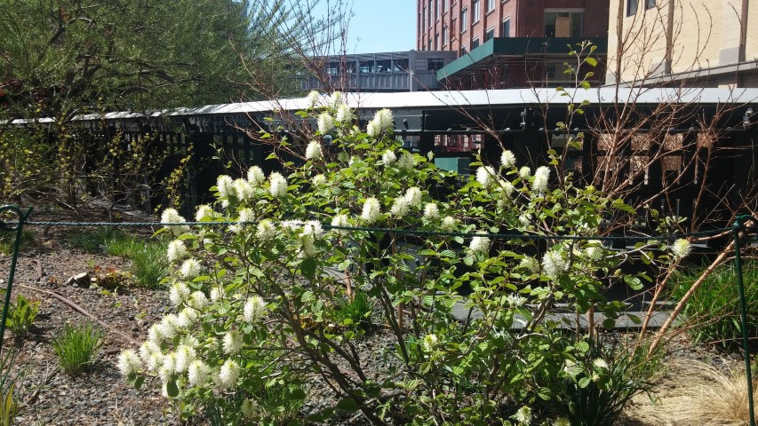 Fothergilla gardenii plantplacesimage20150503_113102.jpg