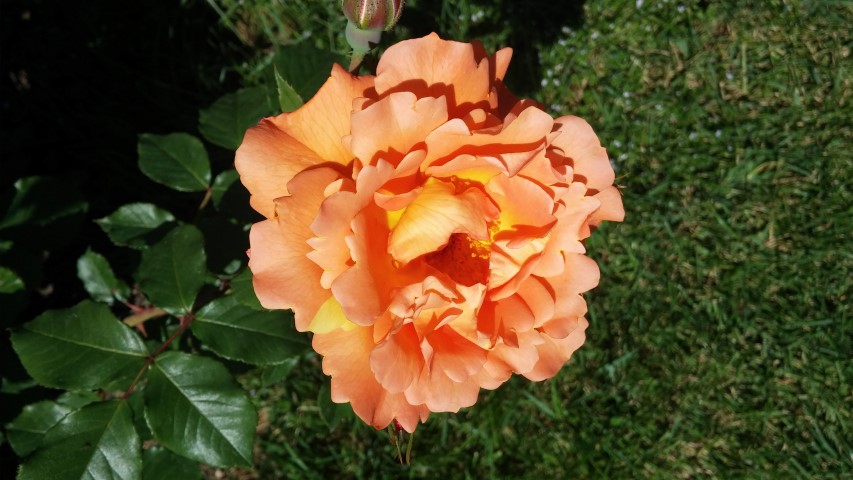 Rosa spp plantplacesimage20150509_122109.jpg