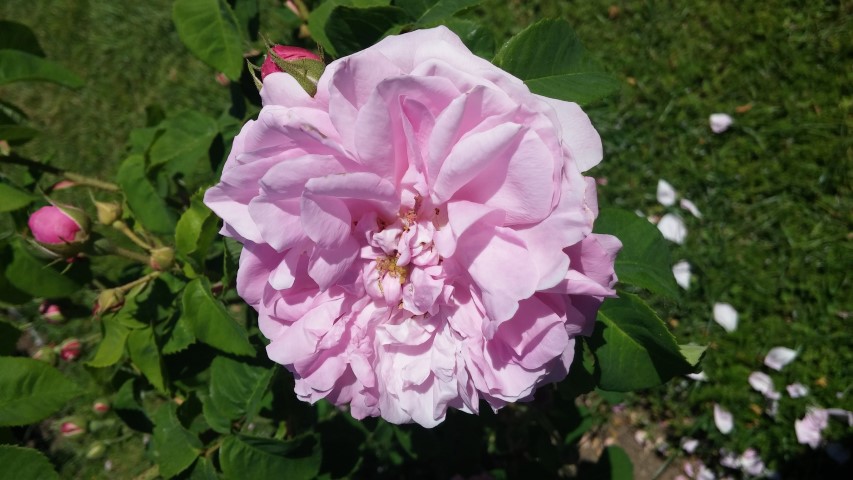 Rosa spp plantplacesimage20150509_123723.jpg