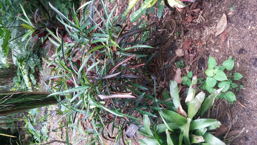 Codiaeum variegatum plantplacesimage20150531_141345.jpg