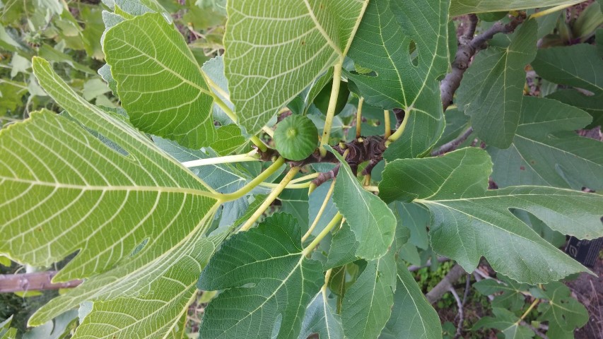 Picture of Ficus carica Green Ischia fig or vijg