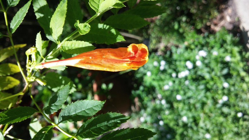 Tecoma fulva plantplacesimage20150531_154000.jpg