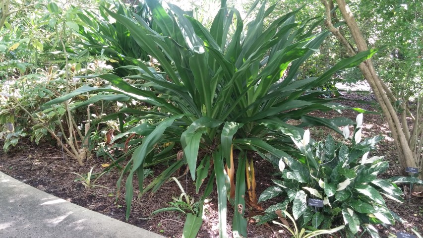 Picture of Crinum asiaticum Giant Crinum
